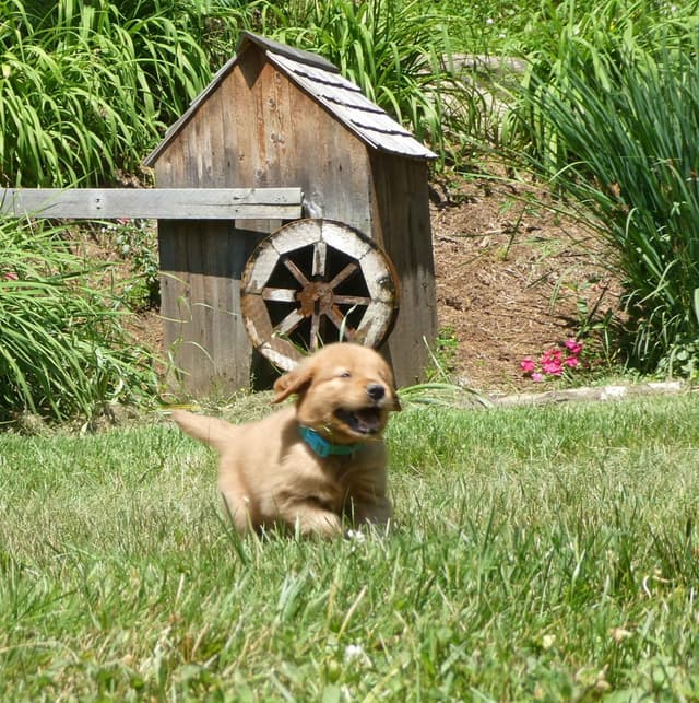 Dark Red Golden Retriever Puppies media 3