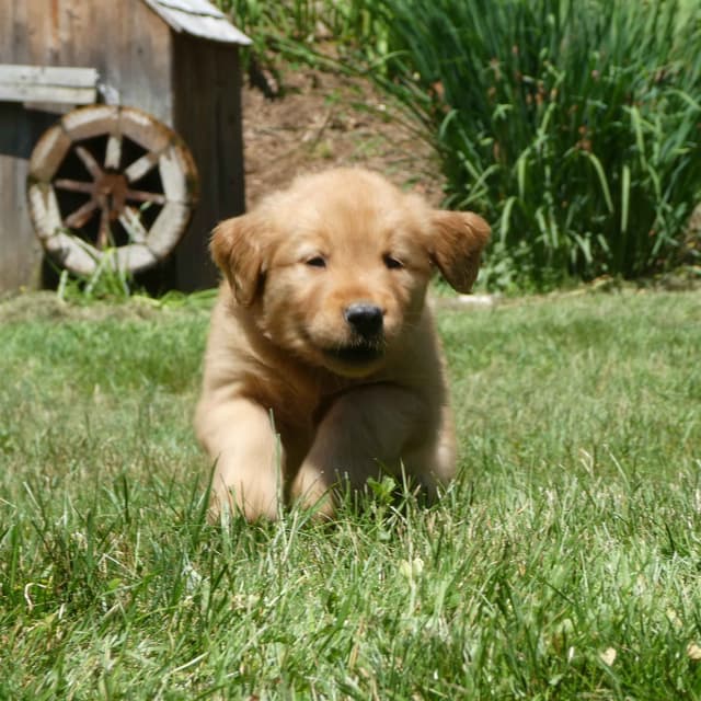 Dark Red Golden Retriever Puppies media 4