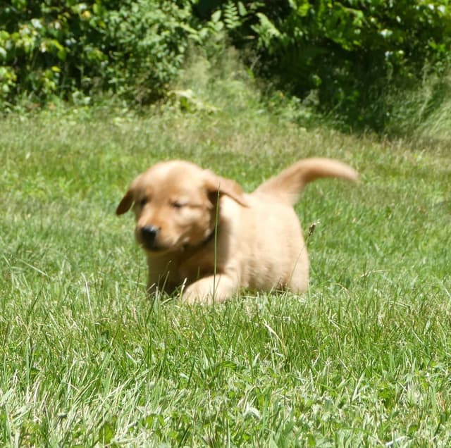 Dark Red Golden Retriever Puppies media 5