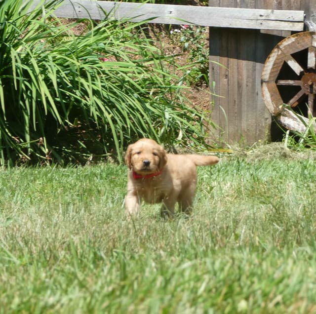 Dark Red Golden Retriever Puppies media 6