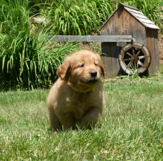 Dark Red Golden Retriever Puppies media 7