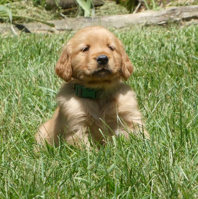 Dark Red Golden Retriever Puppies media 8