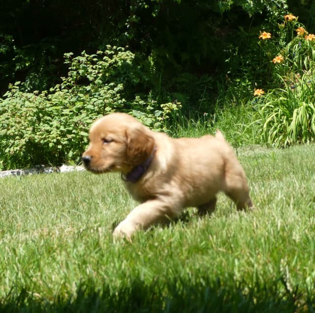 Dark Red Golden Retriever Puppies media 9