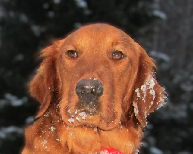 Dark Red Golden Retriever Puppies media 10