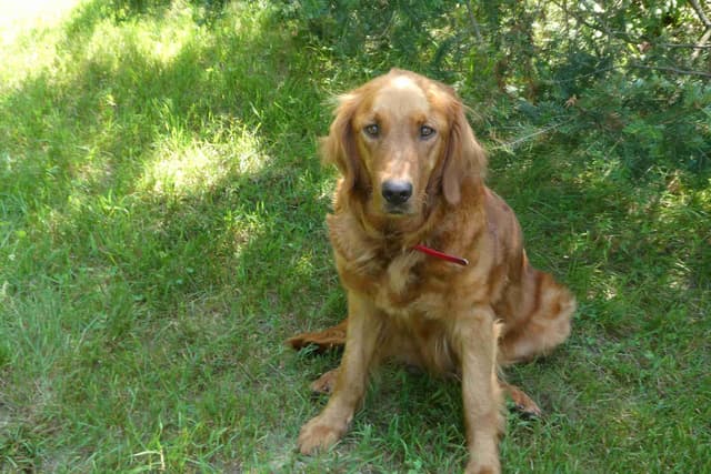 Dark Red Golden Retriever Puppies media 11