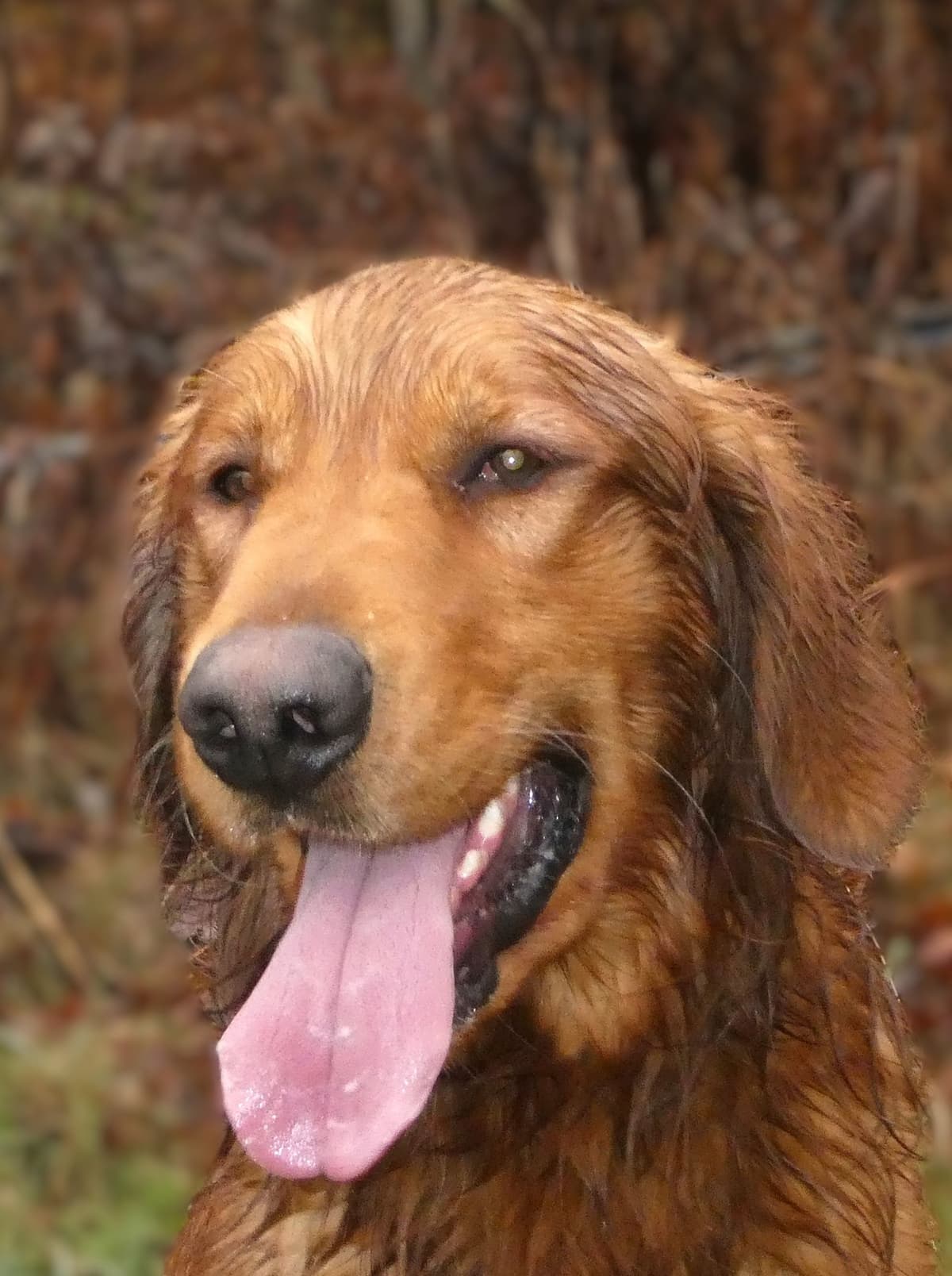 Dark Red Golden Retriever Puppies breeder image 2