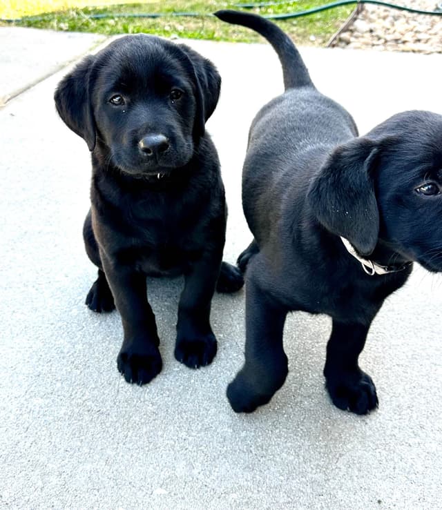 Labrador Retriever Puppies media 4