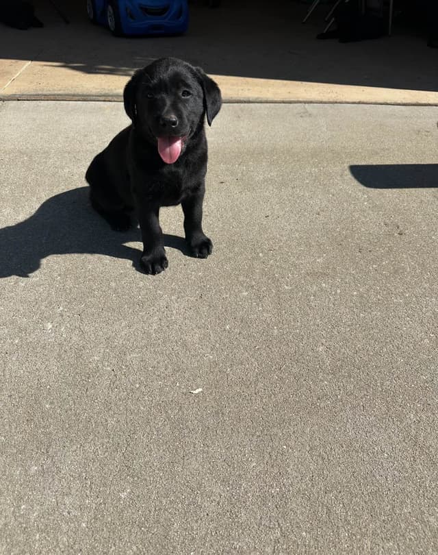 Labrador Retriever Puppies media 3