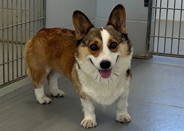 Pembroke Welsh Corgi Puppies media 8