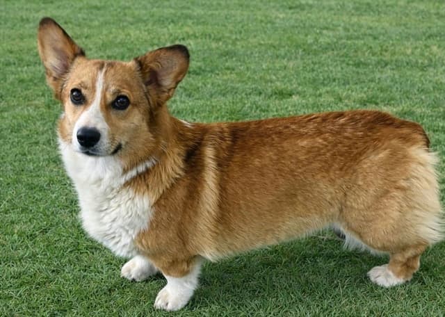 Pembroke Welsh Corgi Puppies media 5