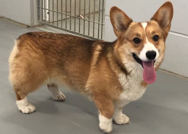 Pembroke Welsh Corgi Puppies media 4
