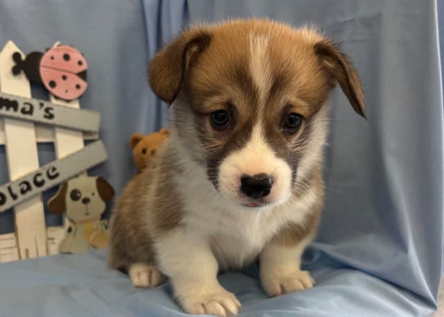 Pembroke Welsh Corgi Puppies media 2