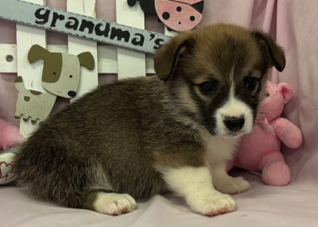 Pembroke Welsh Corgi Puppies media 3