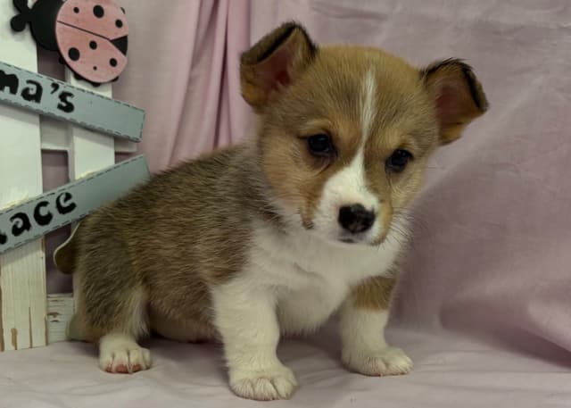 Pembroke Welsh Corgi Puppies media 4