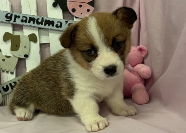 Pembroke Welsh Corgi Puppies media 5
