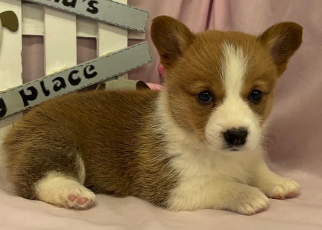 Pembroke Welsh Corgi Puppies media 6