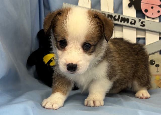 Pembroke Welsh Corgi Puppies media 2