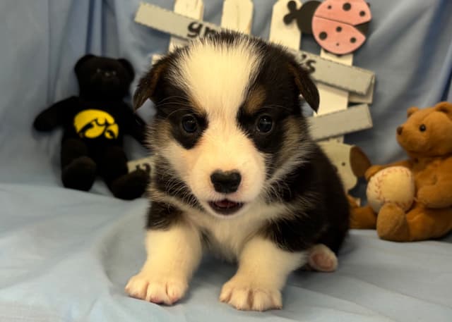 Pembroke Welsh Corgi Puppies media 2