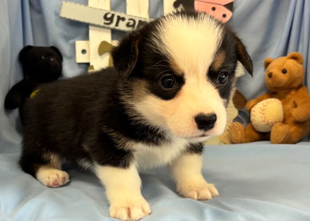 Pembroke Welsh Corgi Puppies media 3