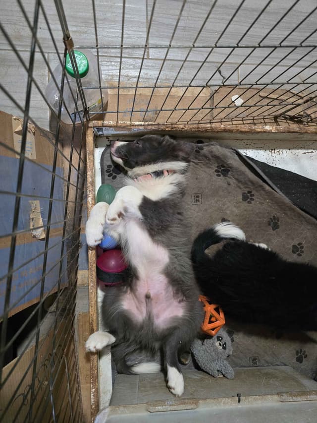 Border Collie Puppies media 2