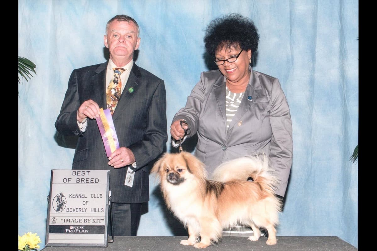 Cavalier King Charles Spaniel - breeder image 8
