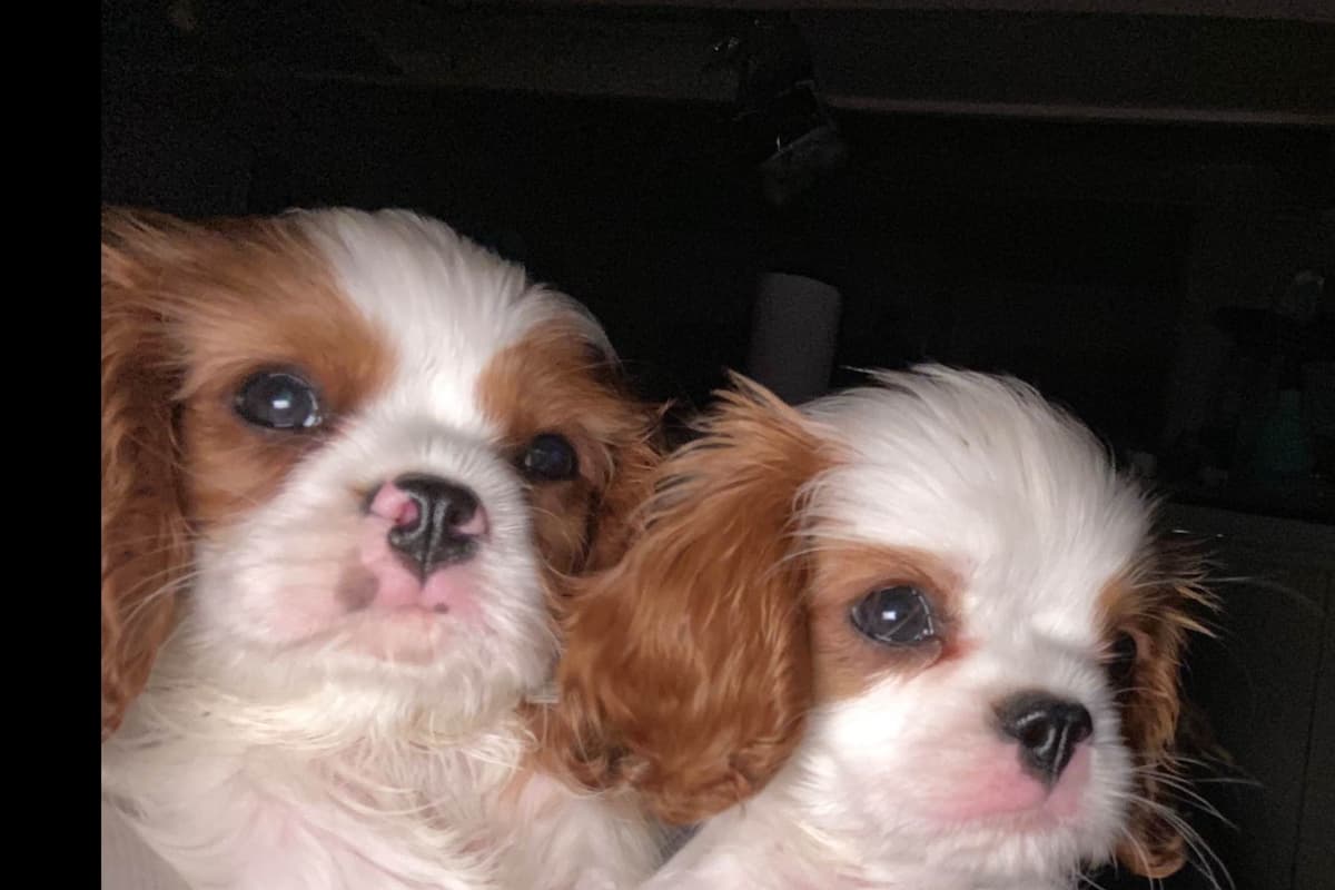 Cavalier King Charles Spaniel - breeder image 5