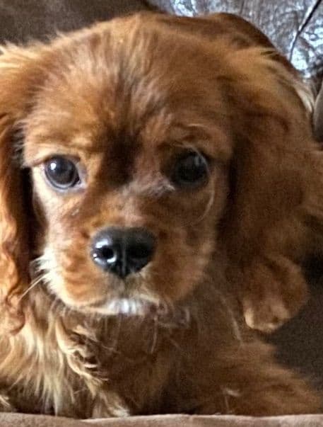 Cavalier King Charles Spaniel - breeder image 6
