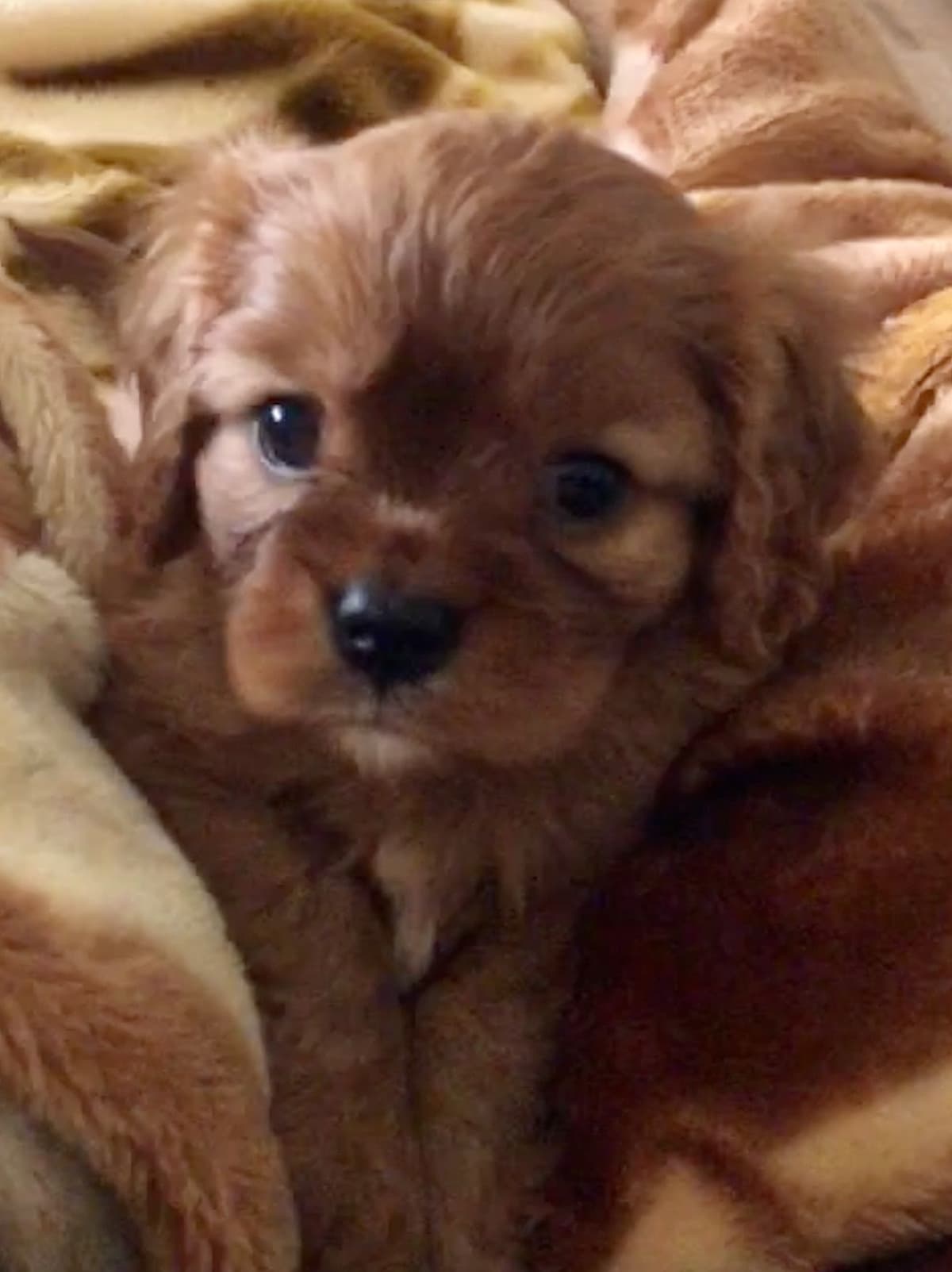Cavalier King Charles Spaniel - breeder image 1