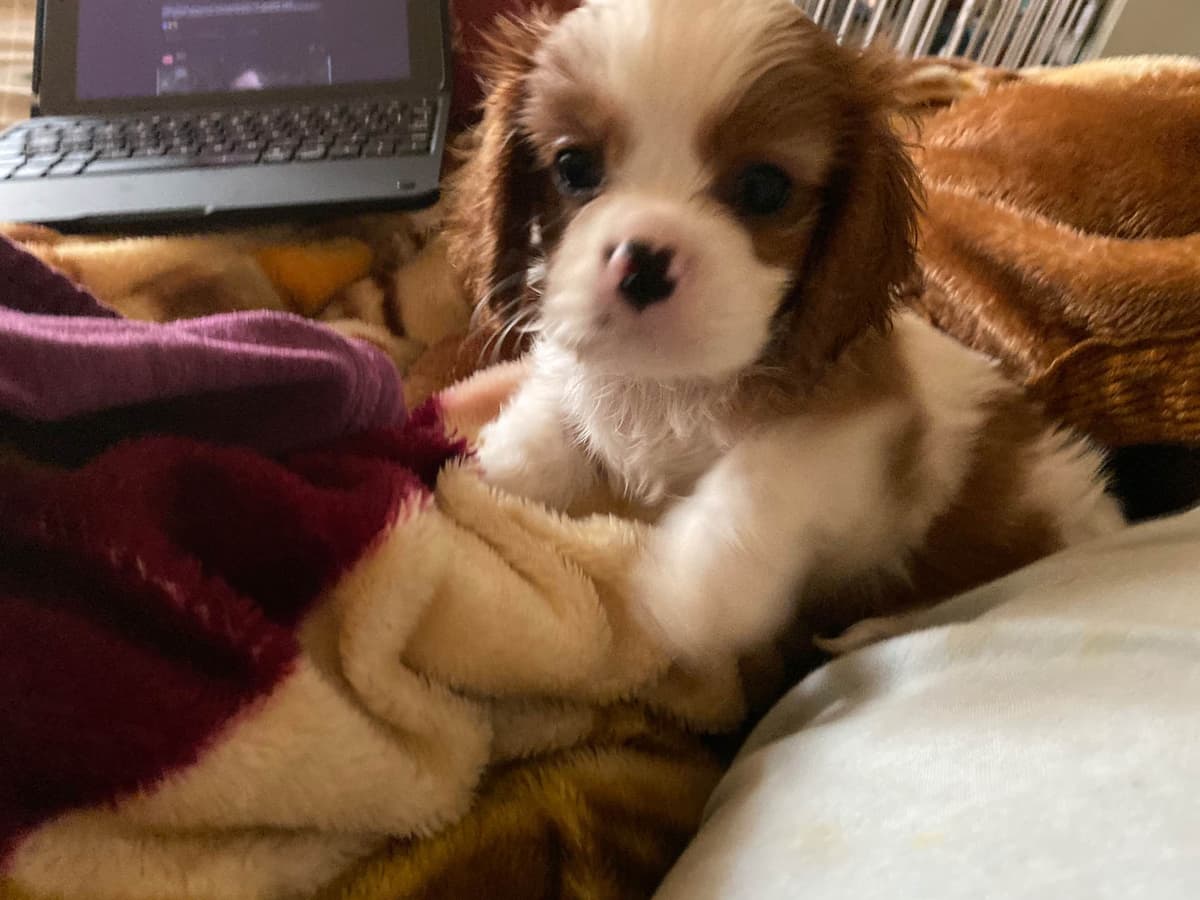 Cavalier King Charles Spaniel - breeder image 9