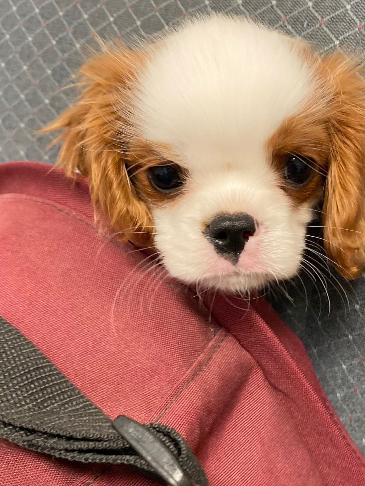 Cavalier King Charles Spaniel - breeder image 3