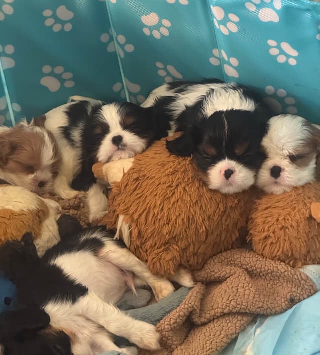 Cavalier King Charles Spaniel - media 3