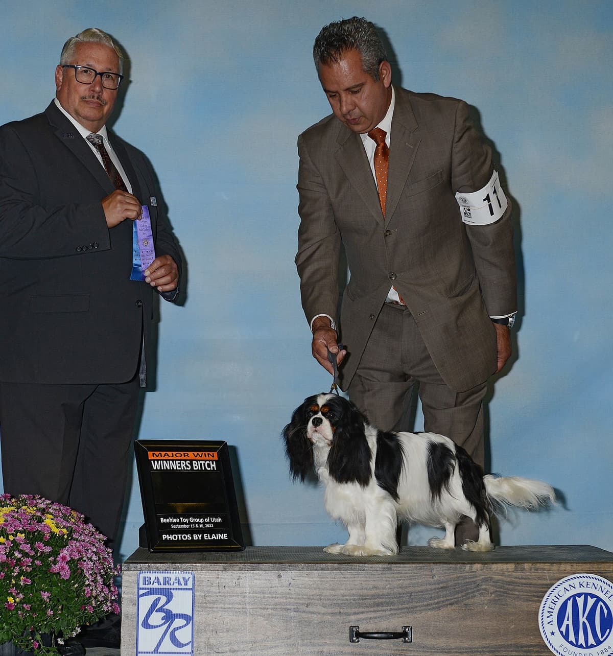 Cavalier King Charles Spaniel - breeder image 11