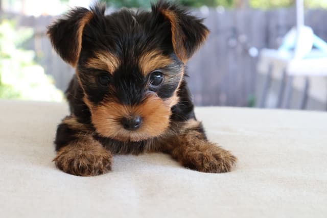 Yorkshire Terrier Puppies media 2
