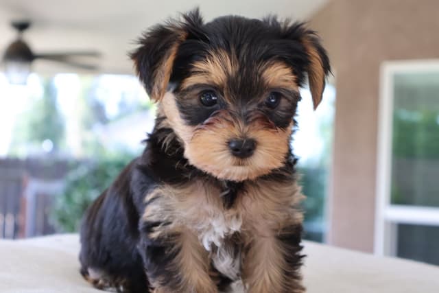Yorkshire Terrier Puppies media 3