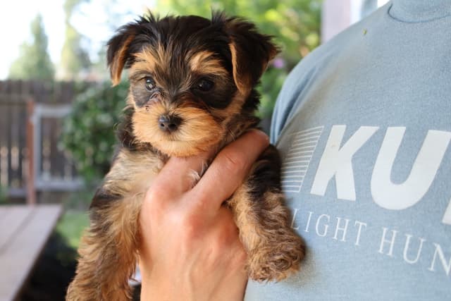 Yorkshire Terrier Puppies media 4