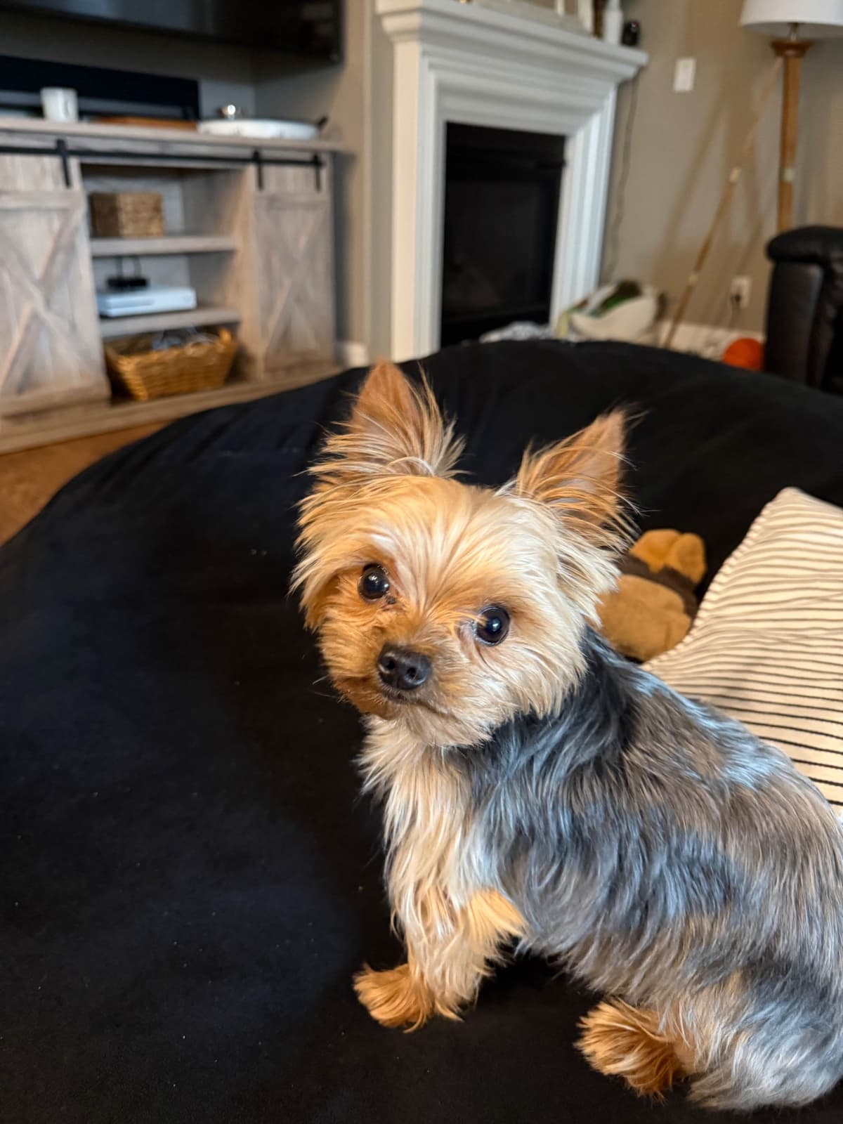 Yorkshire Terrier Puppies breeder image 1