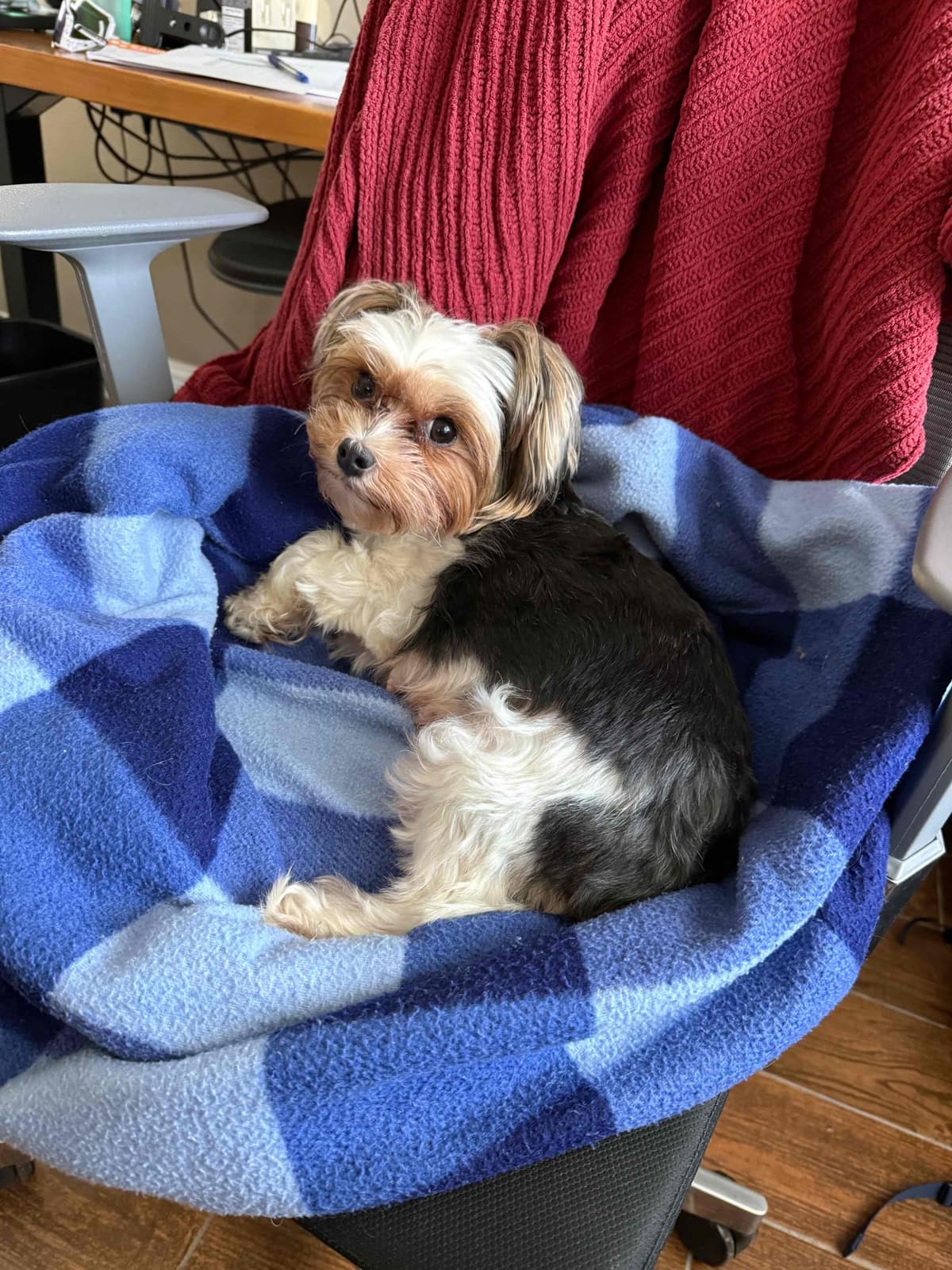Yorkshire Terrier Puppies breeder image 2