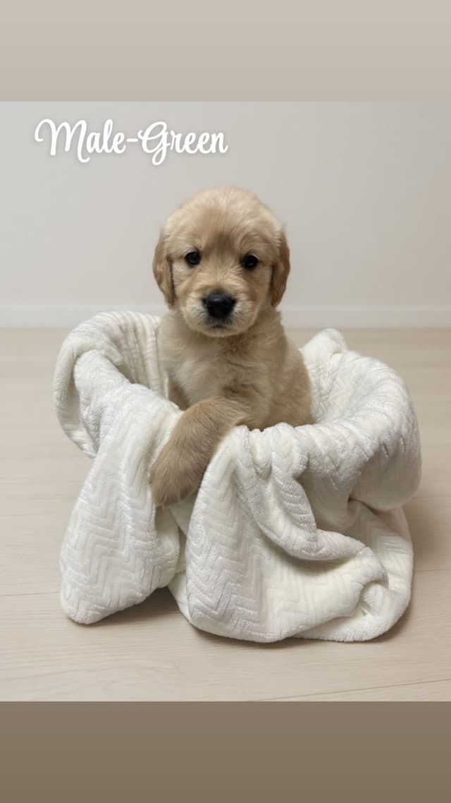 Golden Retriever Puppies media 2