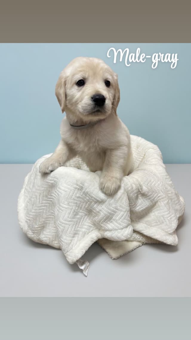 Golden Retriever Puppies media 3