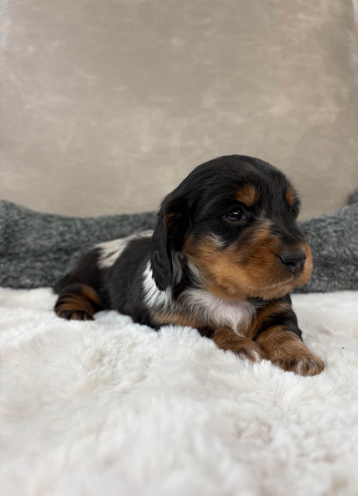 Yorkshire Terrier Puppies breeder image 1