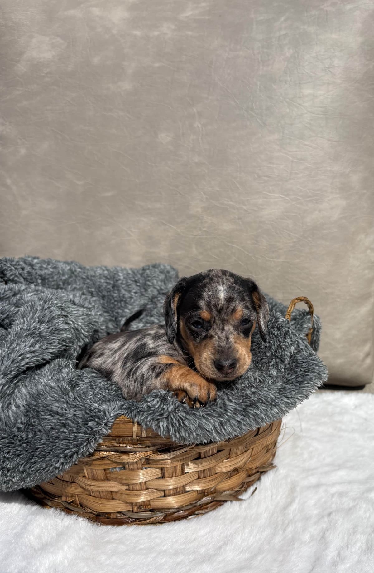 Yorkshire Terrier Puppies breeder image 2