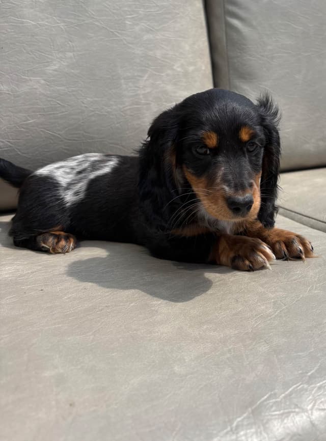 Miniature Dachshund Puppies media 2