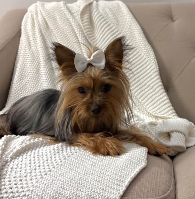 Yorkshire Terrier Puppies media 4