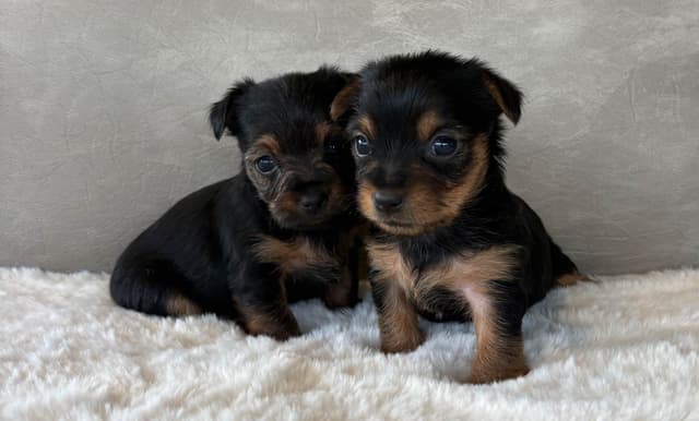 Yorkshire Terrier Puppies media 3