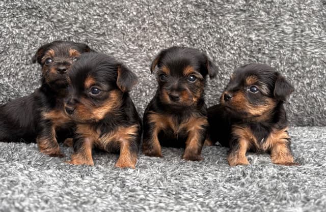 Yorkshire Terrier Puppies media 2