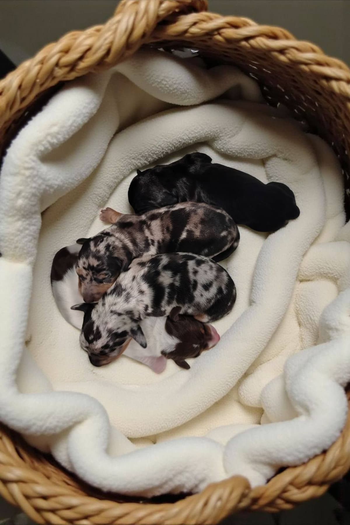 Dachshund Puppies breeder image 2