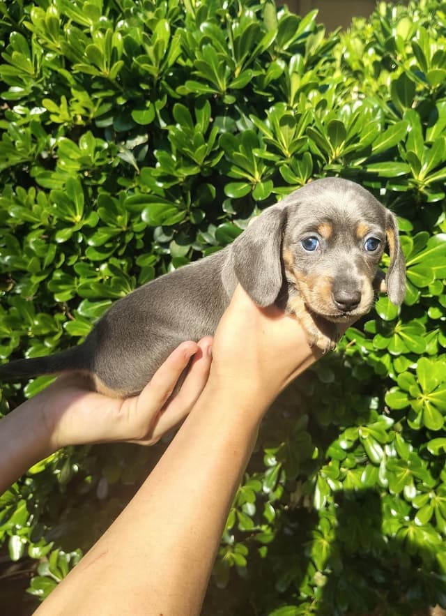 Dachshund Puppies media 3