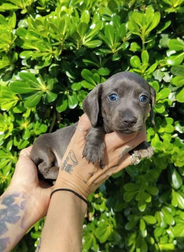 Dachshund Puppies media 6