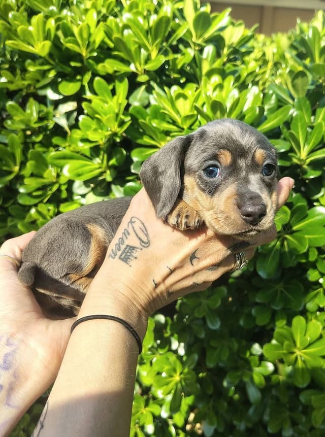 Dachshund Puppies media 8