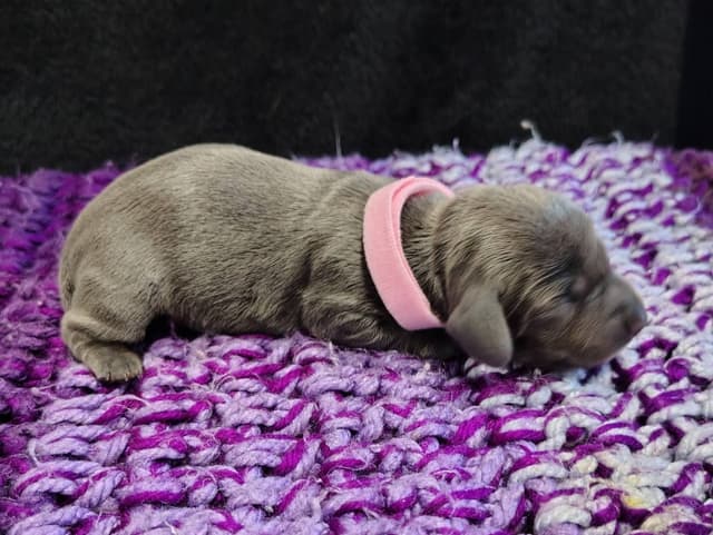 Dachshund Puppies media 5